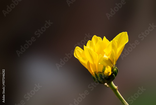 Εκτύπωση καμβά close up of yellow flower