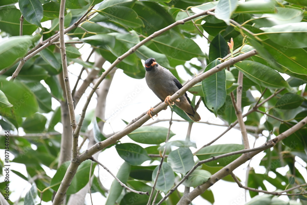 Indian Myna Birds on the tree branch. Its other names Common myna and mynah. This is a bird of the starling family Sturnidae. This is a group of passerine birds which are especially India. Indian Myna Birds on the tree branch. Its other names Common myna and mynah. This is a bird of the starling family Sturnidae. This is a group of passerine birds which are especially India.