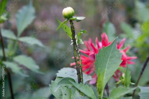 young shoot with black aphid pests attacking a flower photo