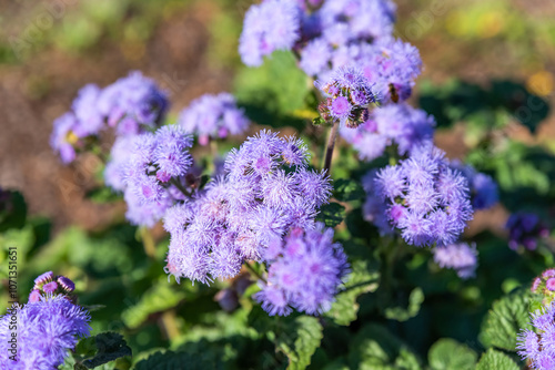 Ageratum houstonianum growing in Russian Far East. photo