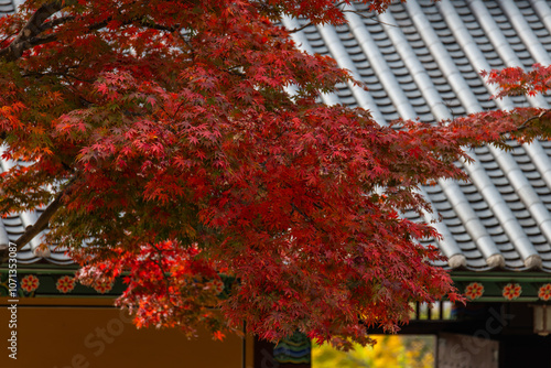 red maple tree in the Buddhist temple photo