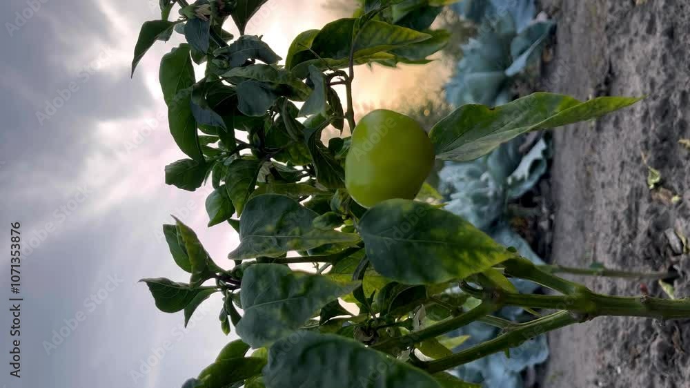 A close-up view of a green pepper plant, showcasing its vibrant leaves and fruit, set against a soft, glowing twilight background in a tranquil garden A close-up view of a green pepper plant, showcasing its vibrant leaves and fruit, set against a soft, glowing twilight background in a tranquil garden