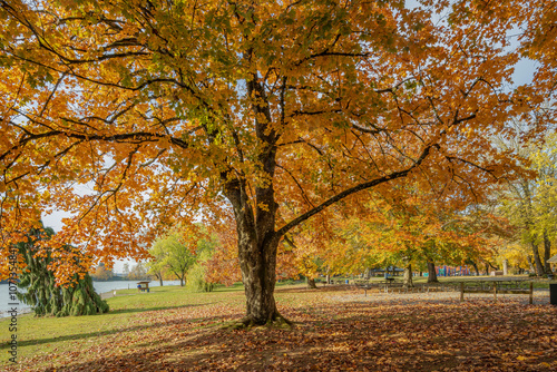 Golden Autumn in a park Troutdale Oregon.