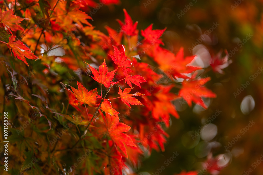green and red leaves hanging from the maple tree in the Buddhist temple green and red leaves hanging from the maple tree in the Buddhist temple