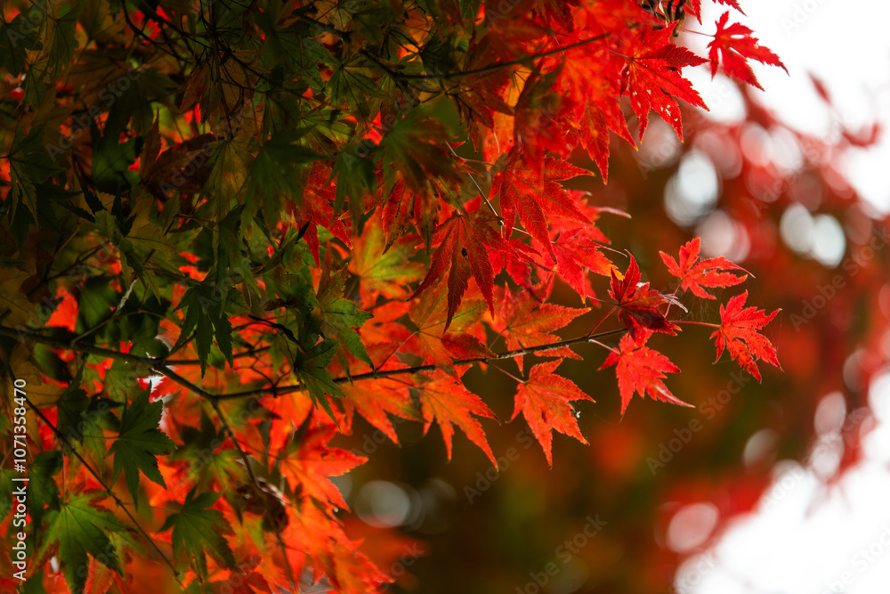 green and red leaves hanging from the maple tree in the Buddhist temple green and red leaves hanging from the maple tree in the Buddhist temple