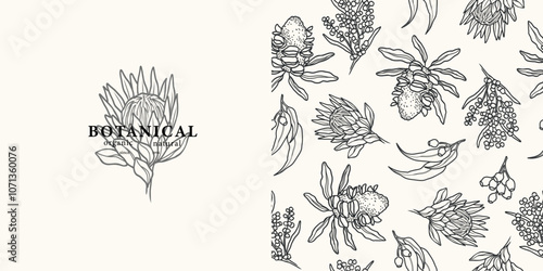 Line art Australian flowers background. Protea flower logo