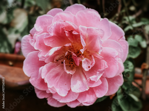 pink  rose flower   blooming     in nature