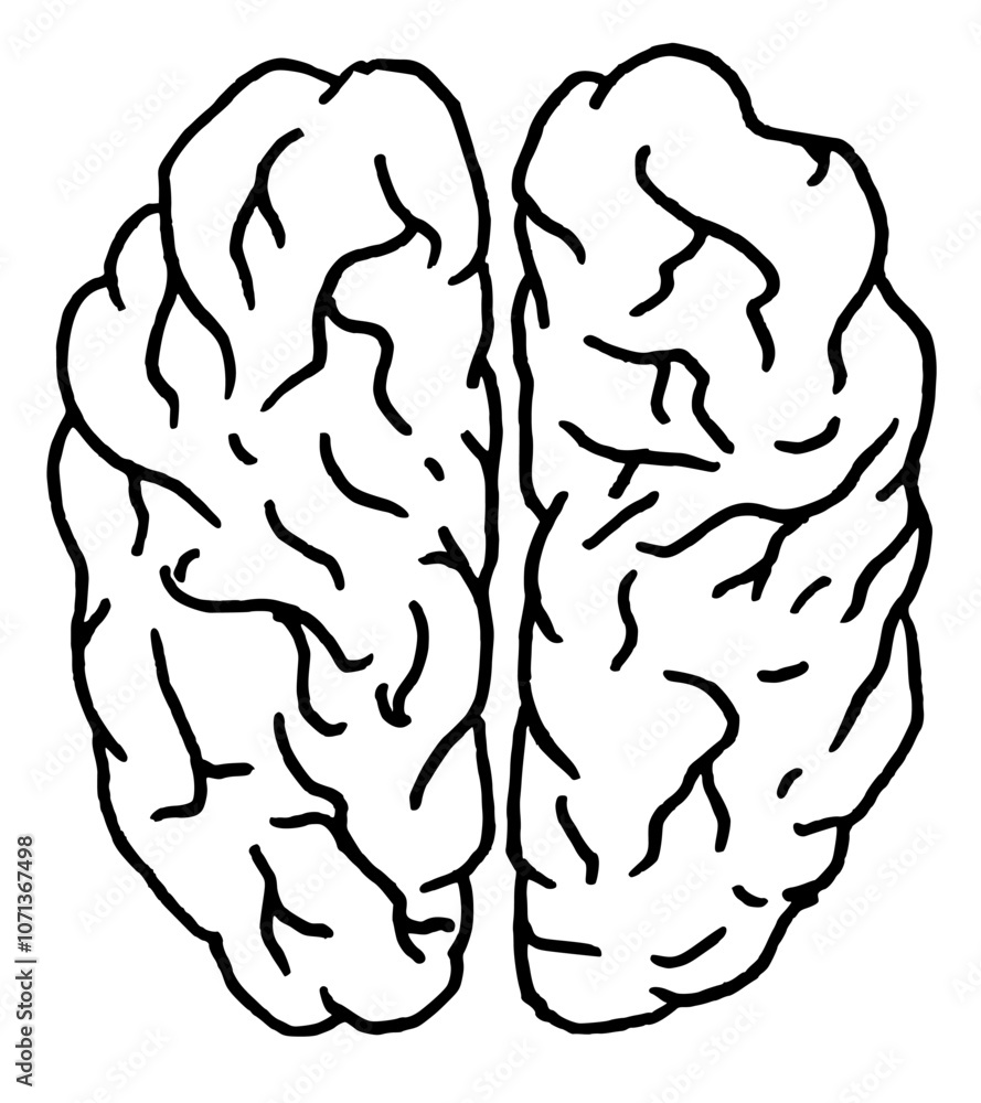 black and white hand drawn vector of a human brain on a white background isolated. black and white hand drawn vector of a human brain on a white background isolated.