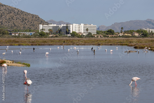 Wohnblocks direkt am Schutzgebiet Albufera auf Mallorca, im Vordergrund Flamingos photo