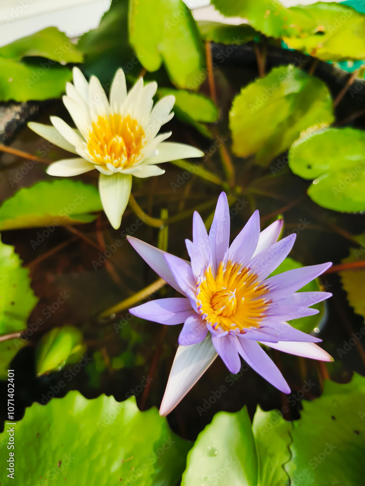 Water Lily flowers bloom abundantly in the pond Water Lily flowers bloom abundantly in the pond