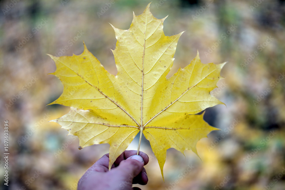 Yellow maple leaf in human hand