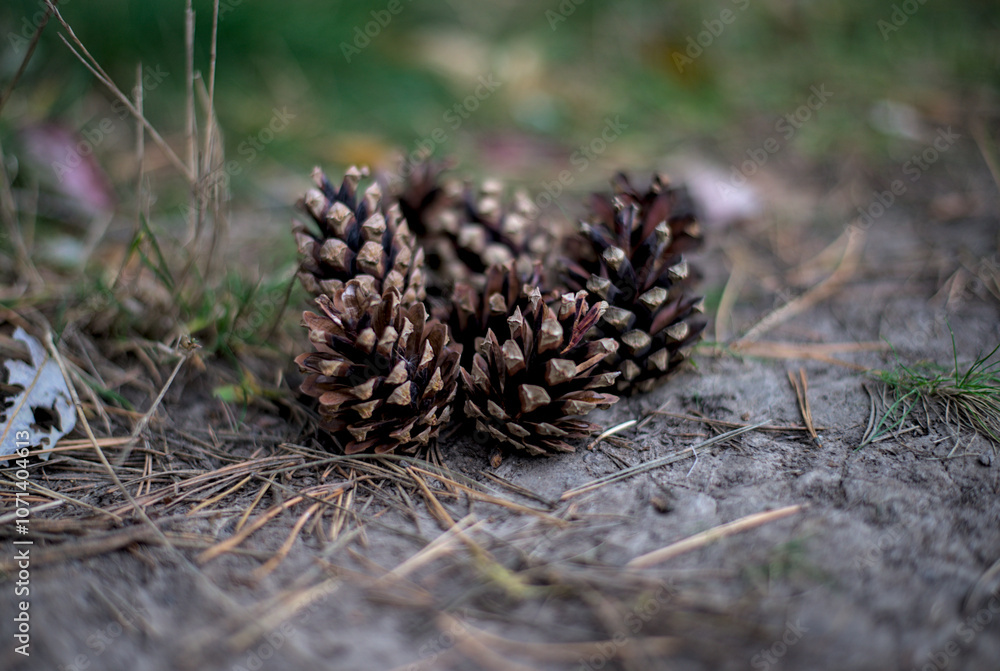 Cones lie on the ground with dried pine needles.