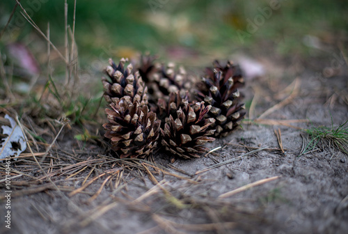 Obraz na płótnie Cones lie on the ground with dried pine needles. w salonie