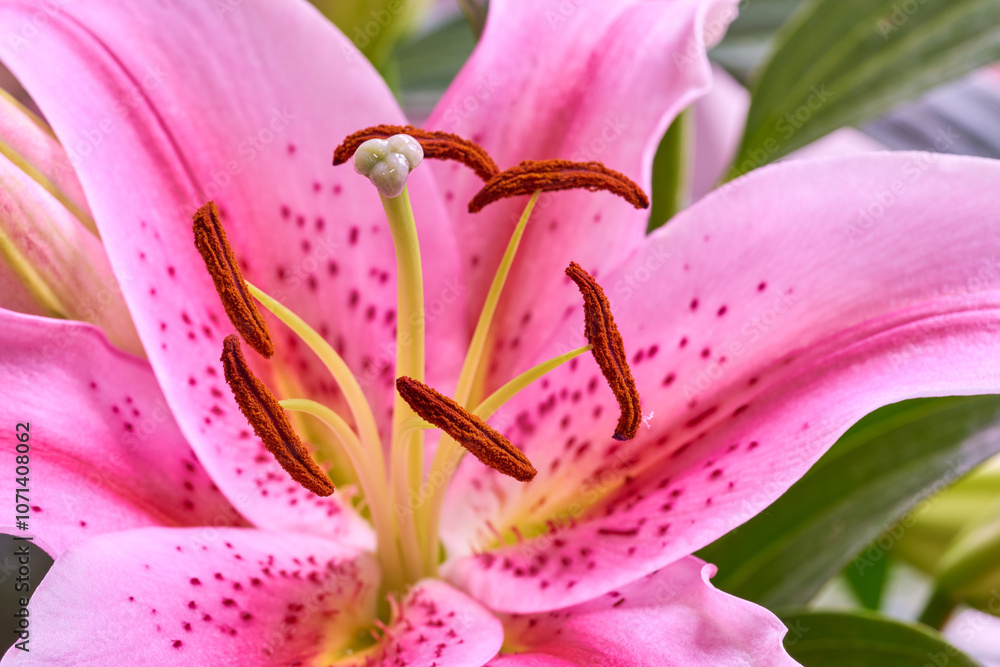 Pink lily, flowers and leaves closeup in nature for growth, bloom or sustainability on background. Floral lilium, oriental plants and garden for botany, eco friendly or texture pattern for decoration Pink lily, flowers and leaves closeup in nature for growth, bloom or sustainability on background. Floral lilium, oriental plants and garden for botany, eco friendly or texture pattern for decoration