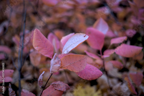 Obraz na płótnie pink leaves of Euonymus shrub on branch in autumn w salonie