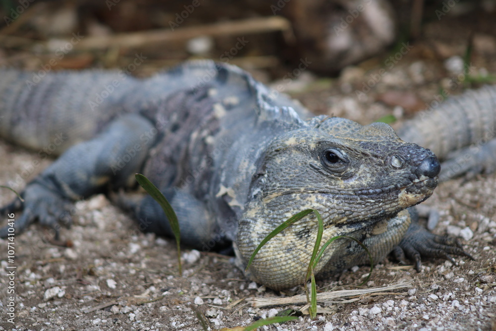 Fototapeta premium island land iguana