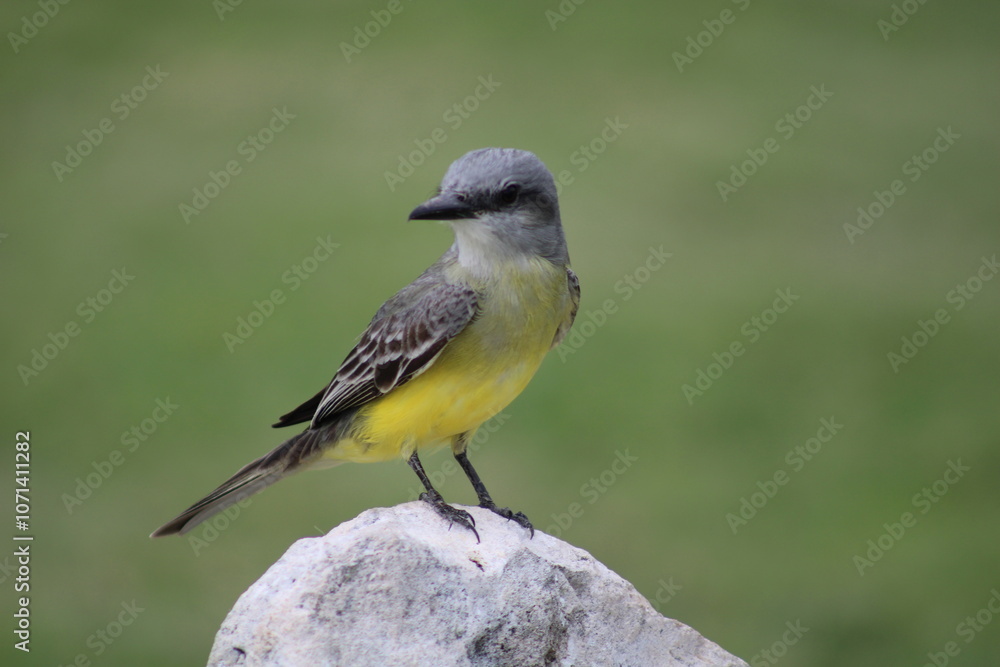 Obraz premium Yellow bird on rock 