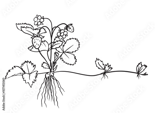 Hand-drawn strawberry plant doodle illustration, ideal for educational resources, gardening journals, art prints, and botanical studies. Elegant and simple line art.