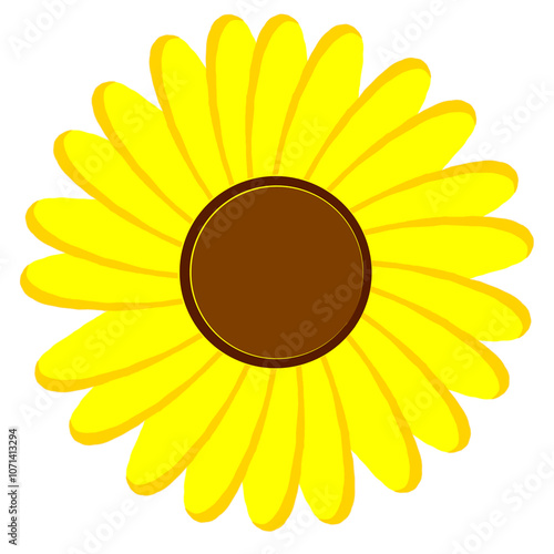 Sunflower on white background 