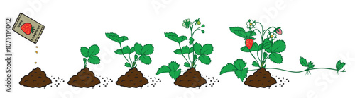 Illustration showing the growth stages of strawberry plants from seeds to fruit. Ideal for gardening guides, educational materials, and blogs.