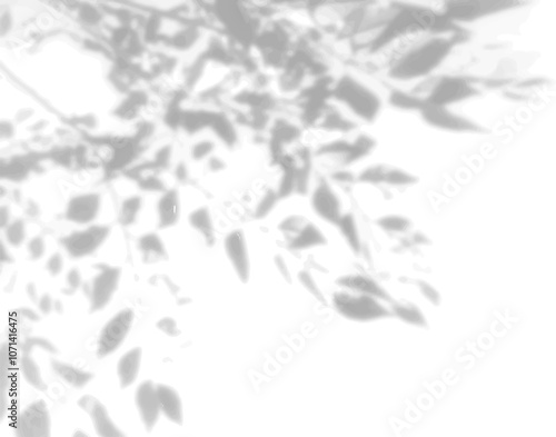 The shadow of many tree leaves on a white wall. Black and white image for photo overlay or mockup
