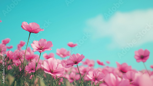 A vibrant field of pink flowers under a bright blue sky, capturing a serene and picturesque natural landscape.