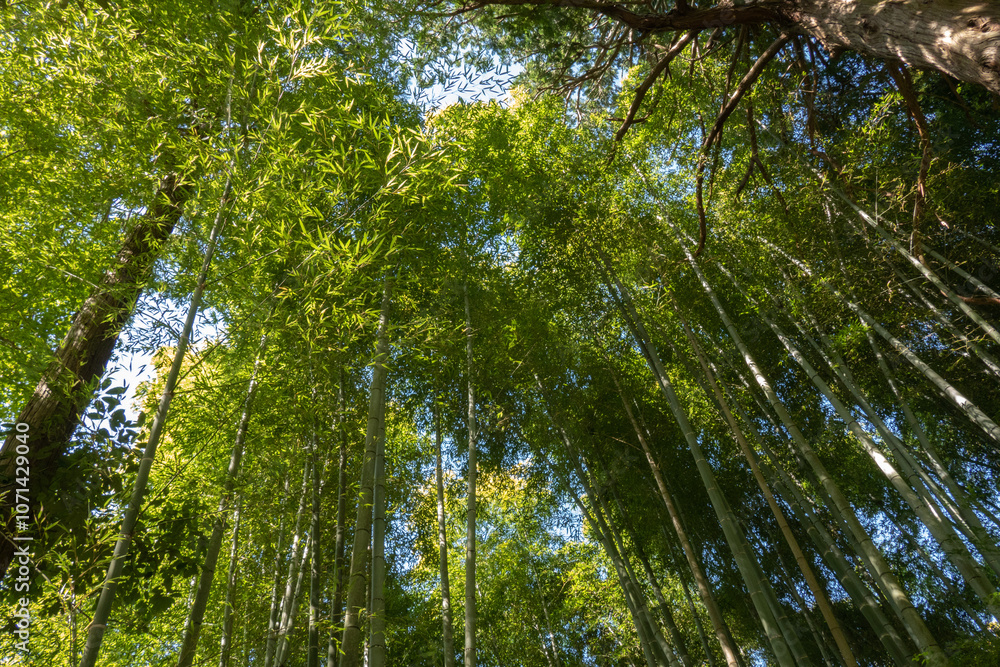 Green forest in the morning