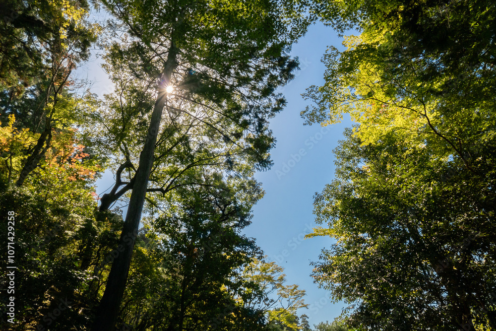 Trees in the forest