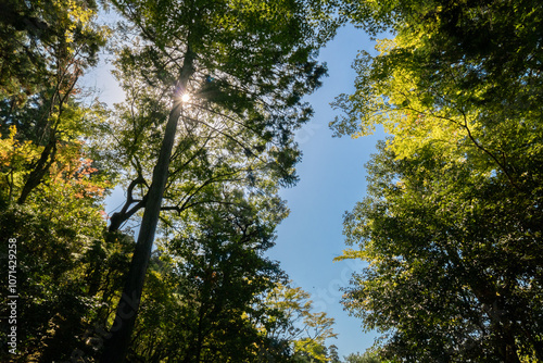 Trees in the forest