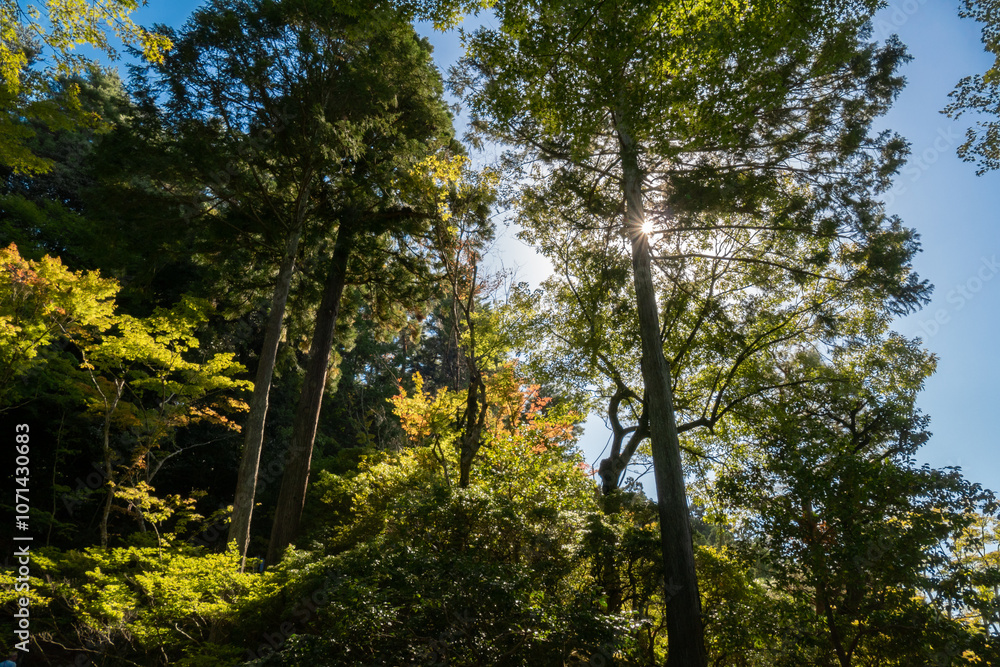 Forest in autumn season