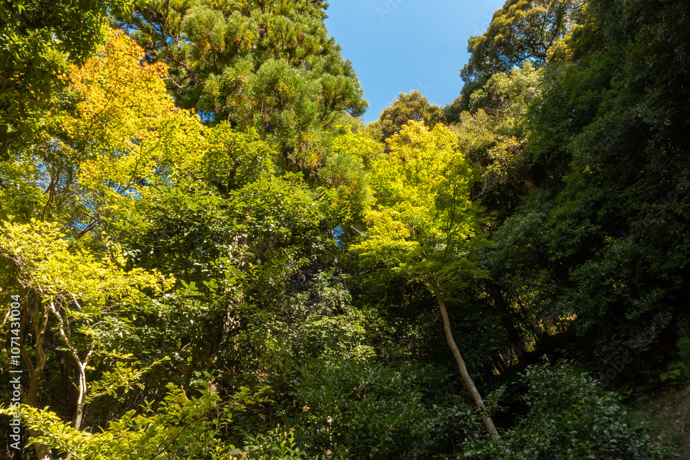 Forest in autumn season