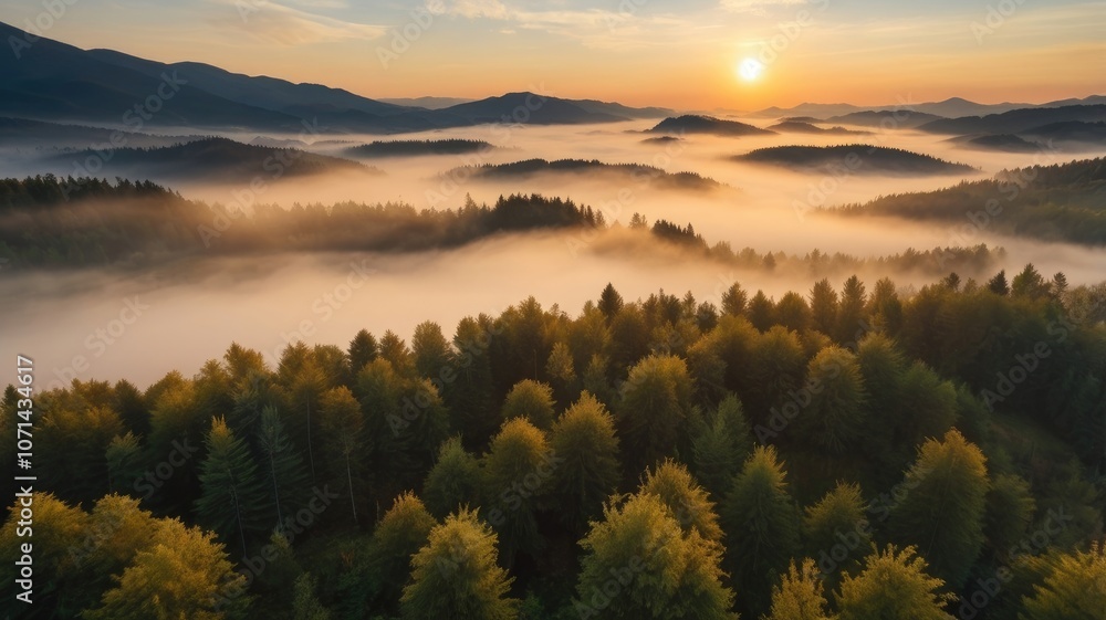 Obraz premium Aerial view of sunrise in the misty forest. Foggy golden sunset in mountains
