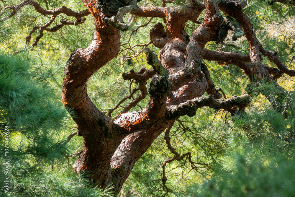 Tree in the forest