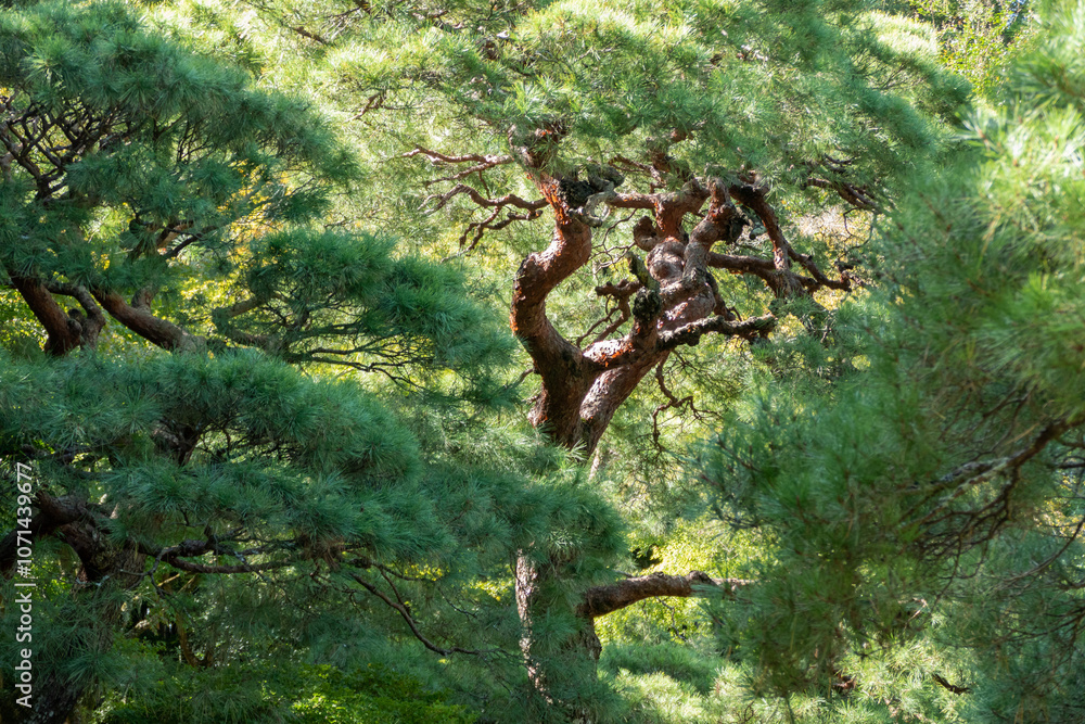 Tree in the forest