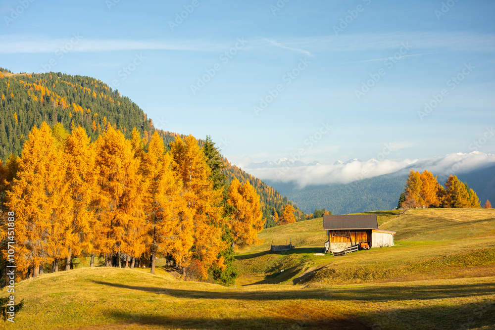Fototapeta premium The Larch tree at Alpe di Siusi the high plateau in the heart of the Dolomites is a natural paradise in autumn