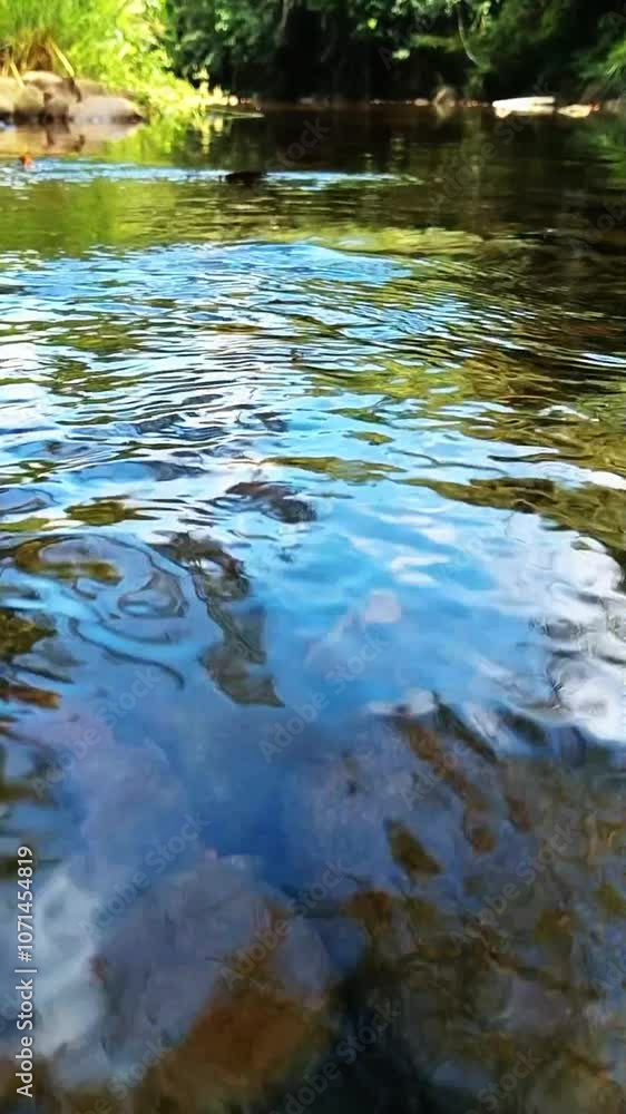 Clear flowing river with visible rocks at the bottom, offering a calming natural scenery. Clear flowing river with visible rocks at the bottom, offering a calming natural scenery.