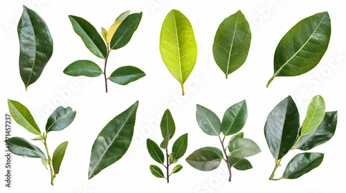 Collection of green leaves isolated on white background.