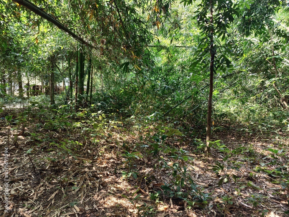 Fototapeta premium bamboo forest in the jungle.