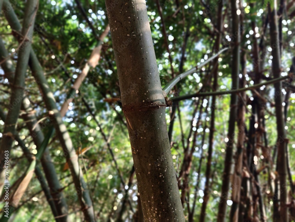 Obraz premium bamboo forest in the jungle.