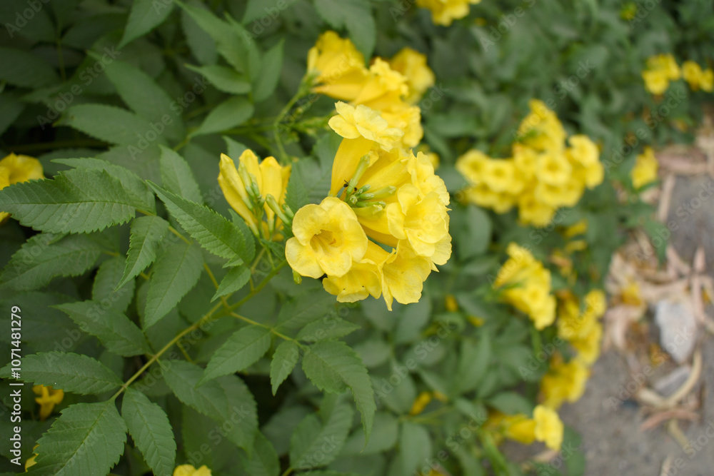 Yellow trumpetbush (Tecoma stans) Called Yellow bell or Yellow Elder Flower, trumpet flower, Beautiful bunch of yellow flowers closeup with green leaves Background, tecoma stans Yellow trumpetbush (Tecoma stans) Called Yellow bell or Yellow Elder Flower, trumpet flower, Beautiful bunch of yellow flowers closeup with green leaves Background, tecoma stans