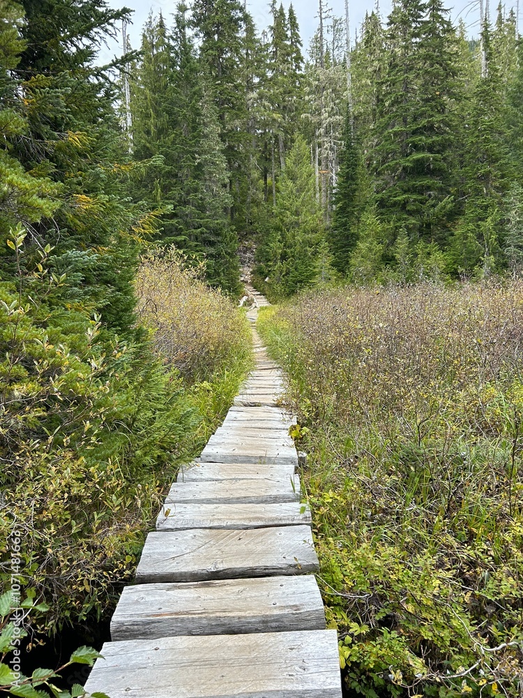 Fototapeta premium path in the forest
