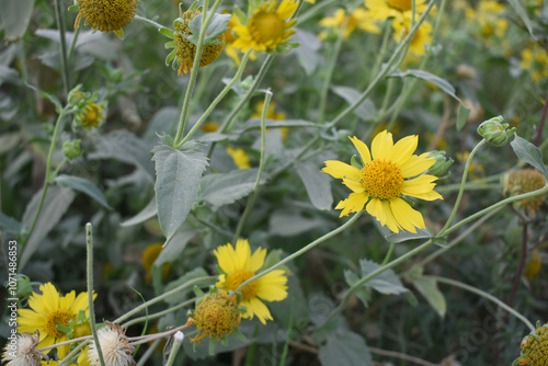 Golden Crownbeard (Also called Golden Crownbeard, Copen Daisy, golden crown beard) in the nature, Golden Crownbeard Flower closeup,Beautiful yellow flower closseup in nature Chakwal, Punjab, Pakistan photo