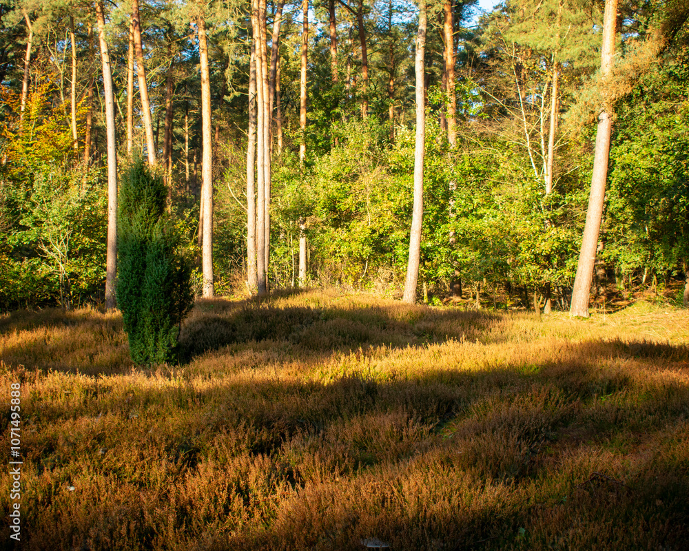Obraz premium Hügelige Waldlichtung mit Heidekraut im sonnigen Herbstlicht. Foto aufgenommen in Deutschland, NRW, Heiden