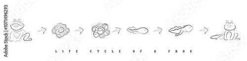 Hand drawn line art vector of Frogs Life Cycle.
