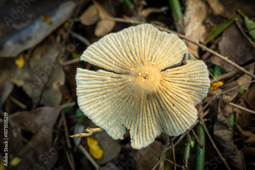 Pleated inkcap mushroom growing on a dead wood that has rotted and is scattered on the ground in Bogor Botanical Garden