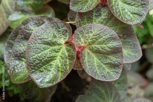 Begonia chloroneura plants are cared for in a special room in a forest park in the city of Bogor, Indonesia photo