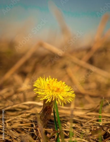 The flower of the medicinal plant mother-and-stepmother ( Tussilágo fárfara )