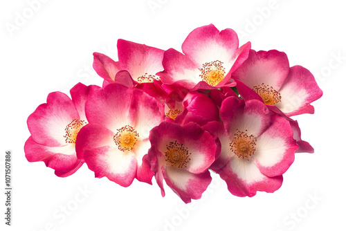 High-Quality PNG of Beautiful bright pink musk roses (Balerina) close up on white isolated background – High Resolution