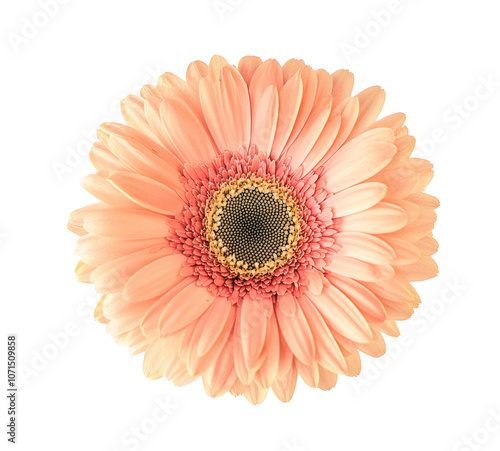 High-Quality PNG of gerbera flower isolated on transparent png – High Resolution