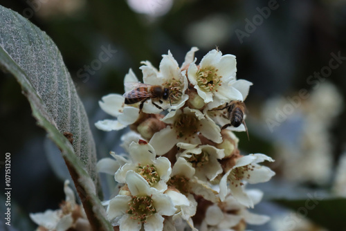 Close-up of apis mellifera on Eriobotrya japonica tree in bloom. Honey bees on white flowers of Loquat tree also called Japanese medlar 